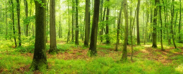 Fototapeten Panoramic Forest of Beech and Oak Trees © AVTG