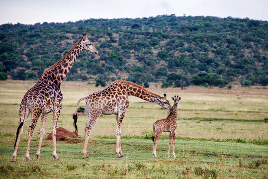 Family of three giraffes along the grassland plains in South Africa