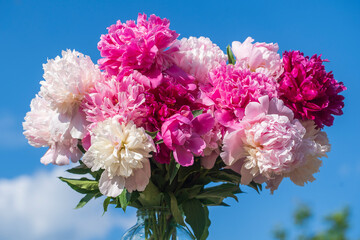 Beautiful bouquet of flowers peonies in a glass jar with water in garden on blue sky background