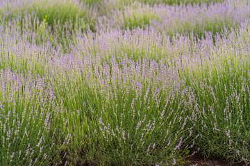 Lavender fields and macro flowers in summer, close up