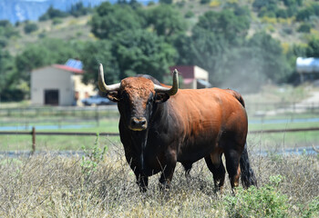 un enorme toro en una ganaderia de animales bravos en españa