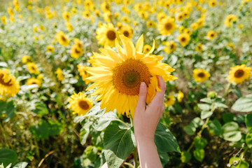 Fototapeta premium A young woman hand is holding a sunflower against the background of a sunflowers field. Concept of countryside landscape, vacation, holiday, farm and country living, agriculture, rural towns