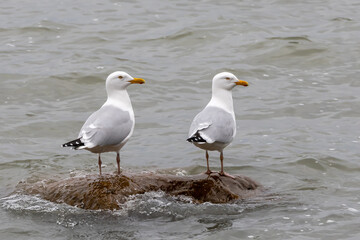 Two seagulls standing on small boulder sticking out of water