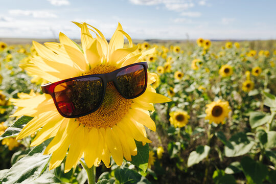 Blooming sunflower with sunglasses against the background of a sunflower field. Creative concept of vacation, holidays, summertime, country living. Fun, happiness mood. Funny moments