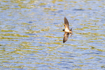 Barn Swallow Flying in Search of an Insect Meal