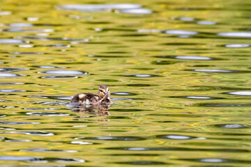 Mallard Duckling Examines His Webbed Feet in a Placid Pond