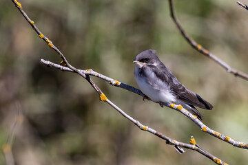 Fledgling Tree Swallow Perches on a Twig Before His Next Flight Lesson