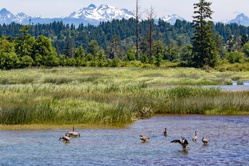 Marsh Landscape With Canada Geese and Glacier Peak 