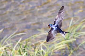 Barn Swallow Flying in Search of an Insect Meal