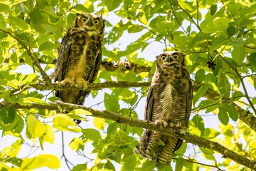 Fledgling Great Horned Owl Pair Looking Fearsome