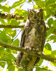 Fledgling Great Horned Owl Looking Fearsome