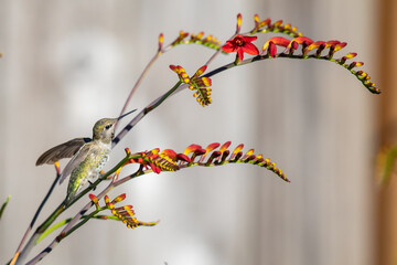 Female Anna's Hummingbird Feeding on Briliant Crocosmia Flowers 