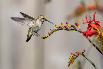 Female Anna's Hummingbird Feeding on Briliant Crocosmia Flowers 