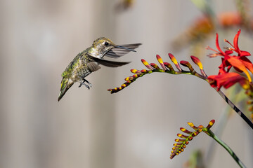 Female Anna's Hummingbird Feeding on Briliant Crocosmia Flowers 