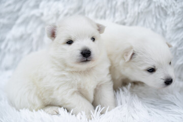 puppies. two cute Japanese spitz on white coverlet