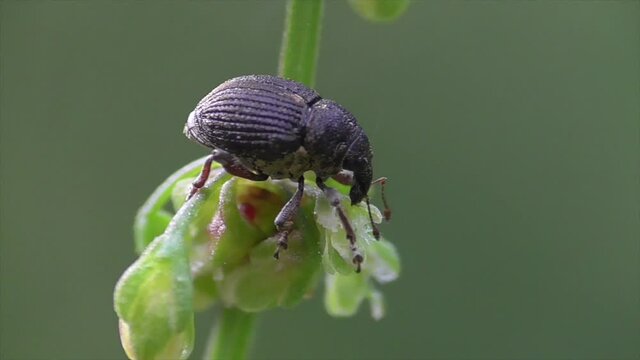 Ampfer-Dicknase (Rhinoncus pericarpius) 