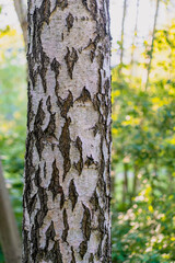 tree trunk in the forest
