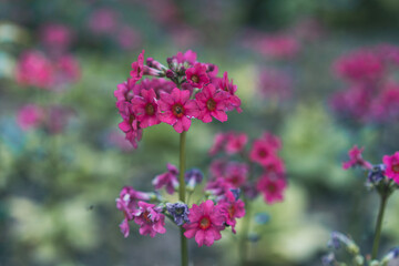 pink flowers in the garden