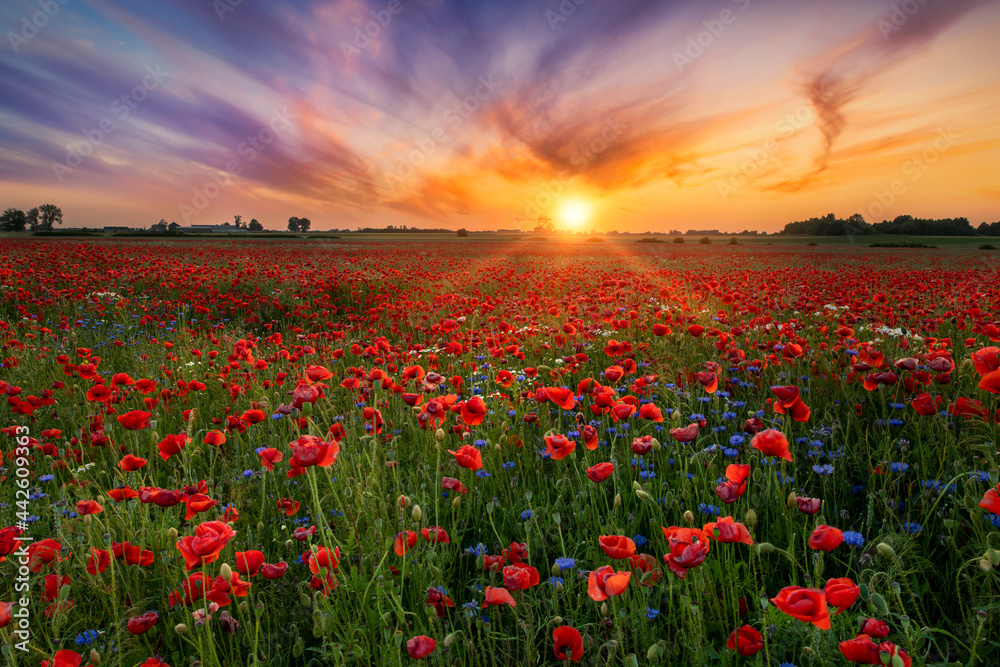 Wall mural Beautiful sunrise over red poppies field