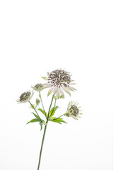 Astrantia isolated on the white