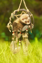 Ferret baby of sable color posing for portrait in handmade dreamcatcher