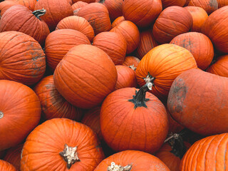 A pile of orange pumpkins background