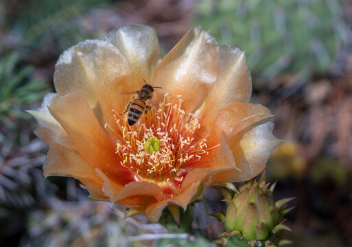 Bee Hovering Over Peach Colored Prickly Pear Cactus Flower