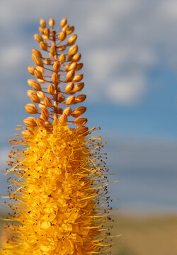 Peach Colored Desert Candle (Foxtail Lilies) with Soft Focus Clouds