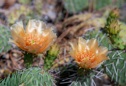 Side by Side Peach Colored Blooming Prickly Pear Cactus Flowers