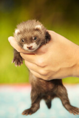 Breeder checking healthy teeth and mouth of ferret baby