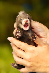 Breeder checking healthy teeth and mouth of ferret baby