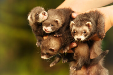 Fototapeta na wymiar Three one month old ferret babies posing together for portrait with mother
