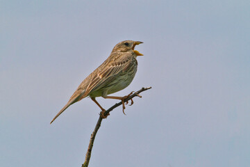 a Corn Bunting,emberiza calandra, is singing on the top of a branch