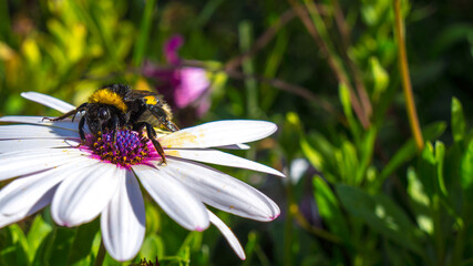Tired bumblebee in on a white flower in a green plain meadow