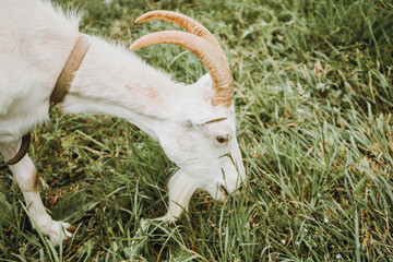 close-up of white goat eating green grass on a field in the countryside