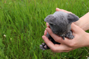 Little cute gray devon rex shorthair kitten with blue eyes and long ears  in the woman hand on green grass background