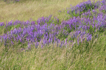 Fototapeta na wymiar Field of wild mouse pea purple flowers. Vicia tenuifolia in bloom. Vicia cracca on the spring or summer meadow