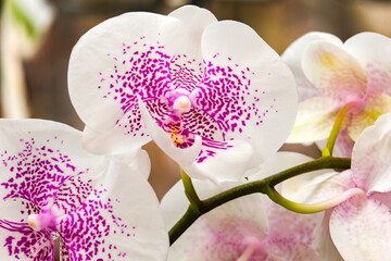 Beautiful Phalaenopsis Orchids in the greenhouse