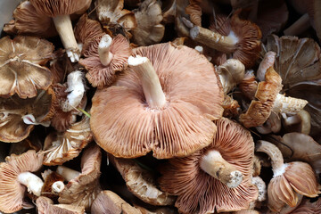Close-up of fresh raw mushrooms. Top view.