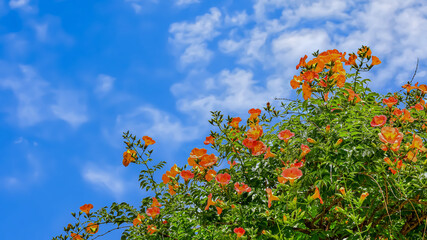 ノウゼンカズラの花(Trumpet creeper)