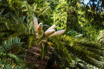 Cycad - palm-like tropical and subtropical plant with large cones.