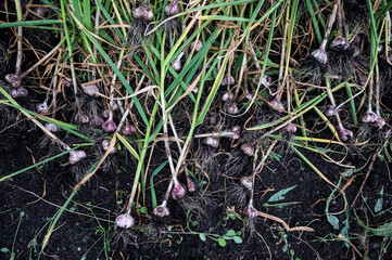 Young garlic harvest on a soil