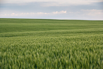 Obraz premium Green agriculture field of growing wheat