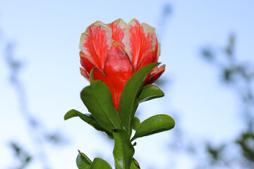 Selective focus of blooming pomegranate flowers against a clear blue sky during the spring season