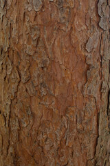 Obraz premium Kora sosny, tekstura