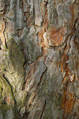 Kora sosny, tekstura, latem