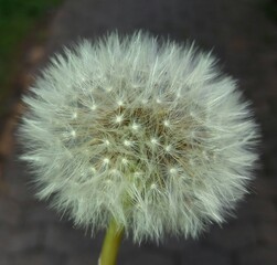 Dente-de le&atilde;o e sua beleza 