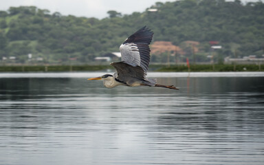 Ave volando