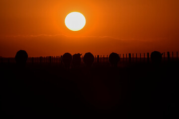  Cows silhouettes  grazing, La Pampa, Patagonia, Argentina.