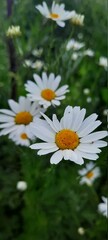 daisies in the garden